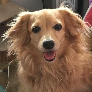 Meet your Posher, Lori ann